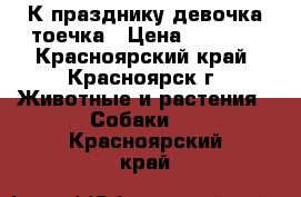 К празднику девочка тоечка › Цена ­ 7 000 - Красноярский край, Красноярск г. Животные и растения » Собаки   . Красноярский край